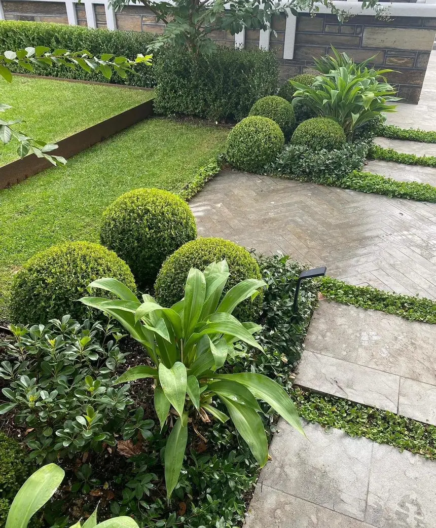 Manicured garden with spherical topiary shrubs and stone pavers