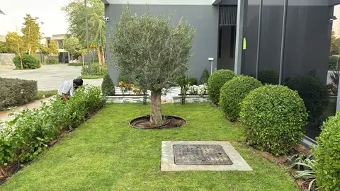 Finished lawn with olive tree & hedges — Green Heaven Landscape project photo, Dubai